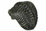 Wide, Curled Pedinopariops Trilobite - long #171576-3